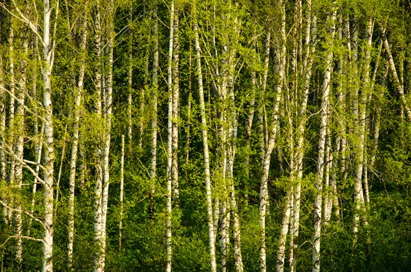 Brzoza, pokryte zielonymi liśćmi — Zdjęcie stockowe