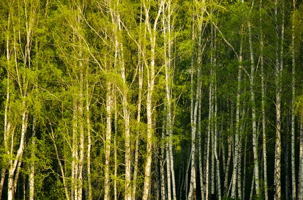 Brzoza, pokryte zielonymi liśćmi — Zdjęcie stockowe