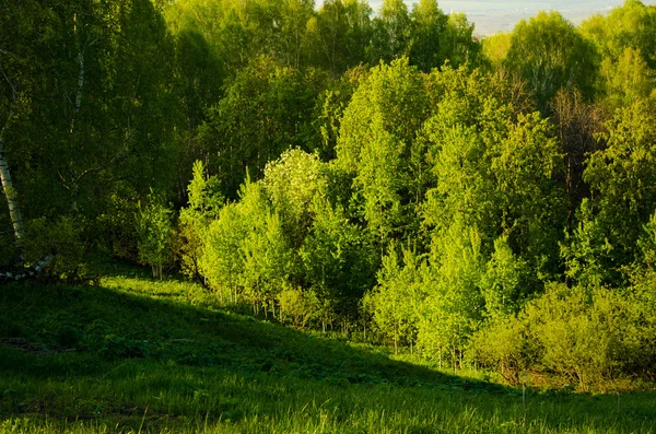 Brzoza, pokryte zielonymi liśćmi — Zdjęcie stockowe