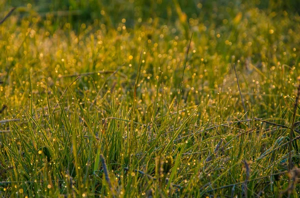 Sur une pelouse verte au petit matin brumeux — Photo