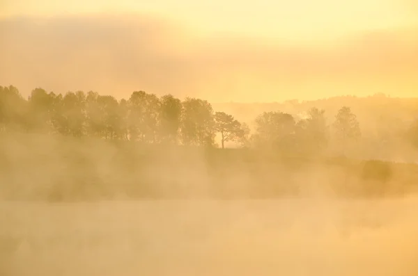 Morgennebel. rund um den See wachsen Birken . — Stockfoto