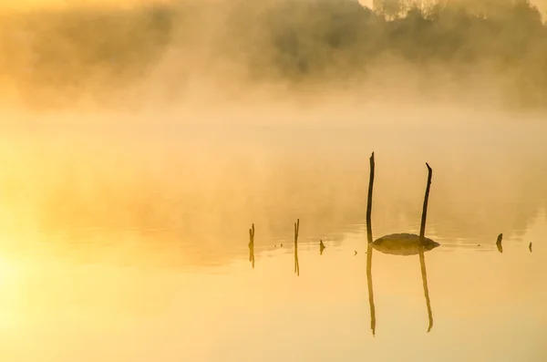 Morgennebel über dem See. — Stockfoto