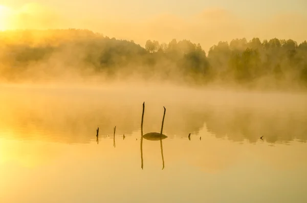 湖の朝の霧. — ストック写真