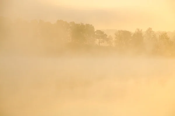 Brouillard matinal. autour du lac poussent bouleau  . — Photo
