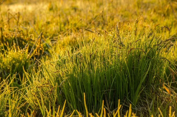 Su un prato verde al mattino presto nebbioso — Foto Stock