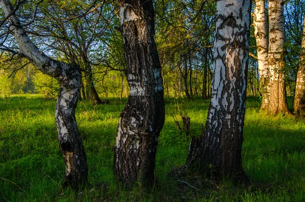 Bříza, pokryté zeleň — Stock fotografie