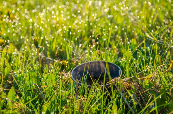 Na zeleném trávníku v ranní mlha. čaj — Stock fotografie