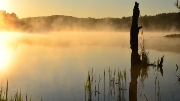 Brouillard sur l'eau. brouillard matinal. épaisse brume matinale sur le lac. autour du lac poussent bouleau. paysage tôt le matin chaud. le soleil se lève et illumine la forêt avec un étang dans le brouillard  . — Video