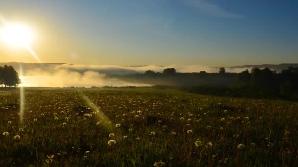 Nebbia sull'acqua  . — Video Stock