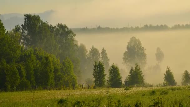 El sol sale e ilumina el bosque con un estanque en la niebla . — Vídeo de stock