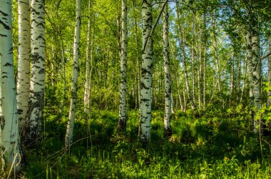 Huş ağacı orman yeşil bitki örtüsü ile kaplı .