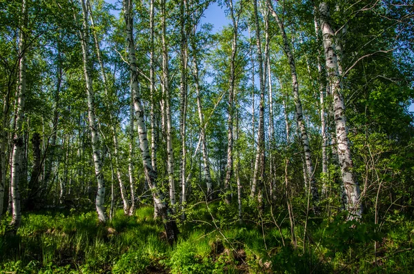 Bosque de abedul cubierto de follaje verde  . —  Fotos de Stock