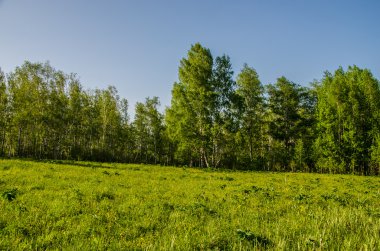 Huş ağacı orman yeşil bitki örtüsü ile kaplı .