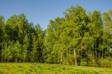Huş ağacı orman yeşil bitki örtüsü ile kaplı .