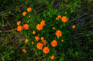 çiçekler erken sabah sis içinde bir su birikintisi yakın:.
