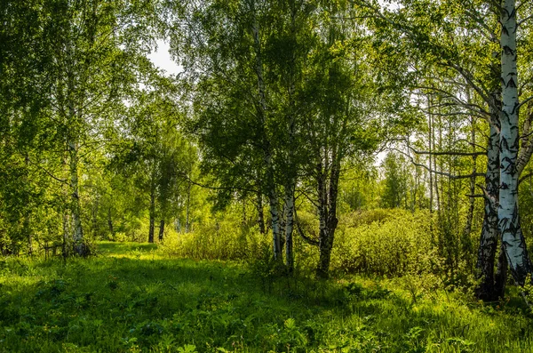Březový háj pokryté zelení . — Stock fotografie