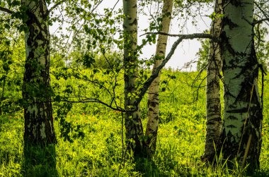 Huş ağacı orman yeşil bitki örtüsü ile kaplı .