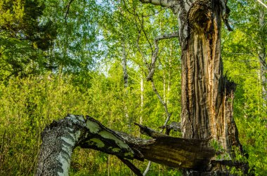 Huş ağacı orman yeşil bitki örtüsü ile kaplı .