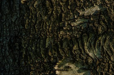 Birch kabuğu yakın plan.