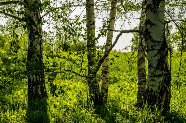 Bosque de abedul cubierto de follaje verde  . —  Fotos de Stock