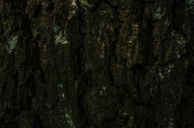 Birch kabuğu yakın plan.