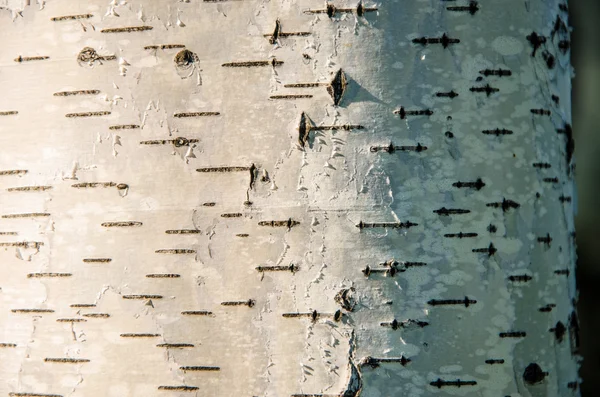 Birch bark close-up — Stock Photo, Image