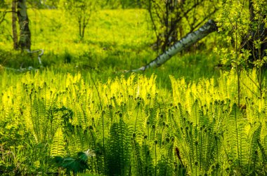 fern yaz ormanda büyüyen.