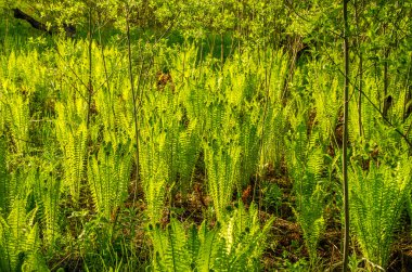 fern yaz ormanda büyüyen.