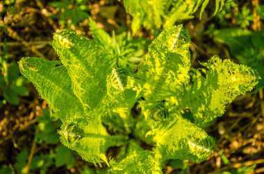 fern yaz ormanda büyüyen.