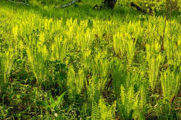 Varens groeien in de zomer bos. — Stockfoto