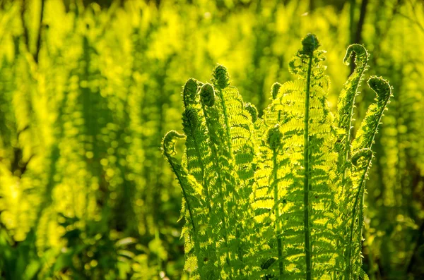 Fern yaz ormanda büyüyen. — Stok fotoğraf