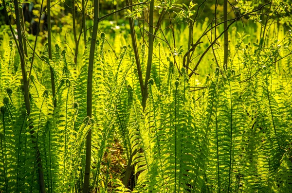 夏の森で育つシダ. — ストック写真