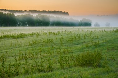 kalın sabah sis yaz ormandaki.