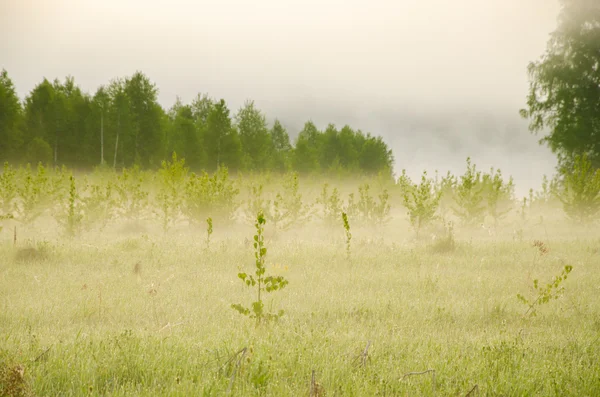 Niebla espesa de la mañana en el bosque de verano . —  Fotos de Stock