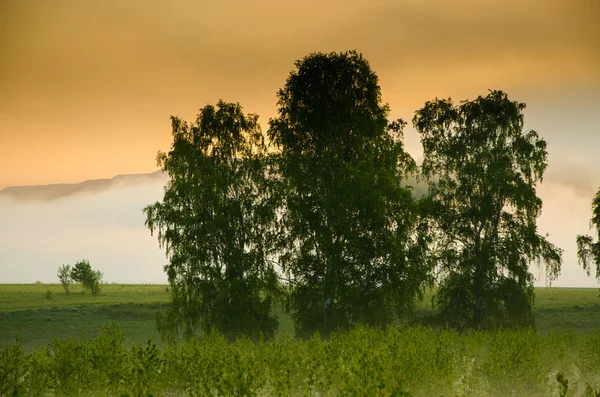 Tjocka morgondimma i skogen sommaren. — Stockfoto