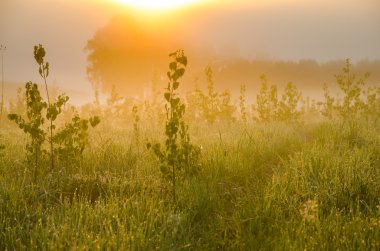 kalın sabah sis yaz ormandaki.