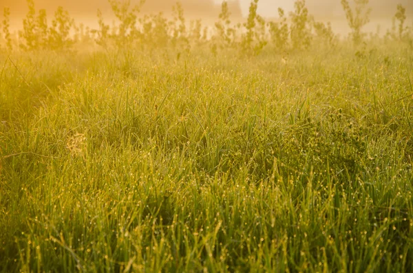 Thick morning fog in the summer forest. — Stock Photo, Image