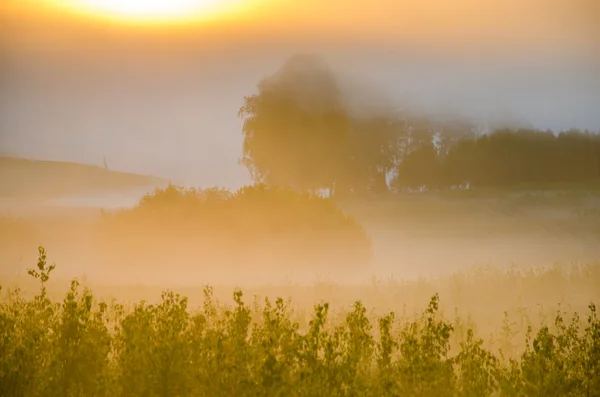 Hustá ranní mlha v lese letní. — Stock fotografie