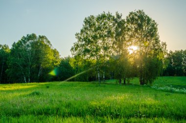 yeşil yemyeşil çim kaplı çayır