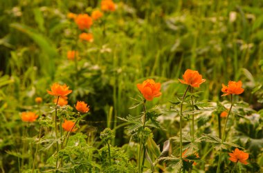 kalın sabah sis yaz ormandaki.