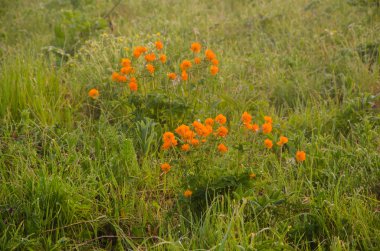 kalın sabah sis yaz ormandaki.