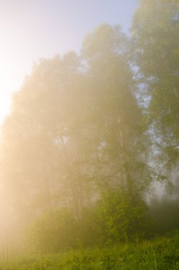 kalın sabah sis yaz ormandaki.
