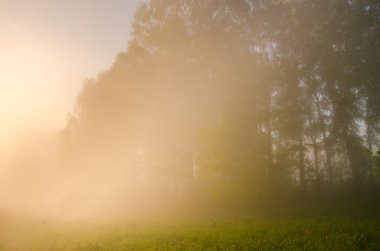 kalın sabah sis yaz ormandaki.