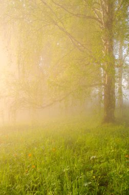 kalın sabah sis yaz ormandaki.