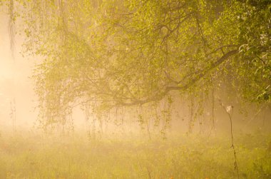 kalın sabah sis yaz ormandaki.