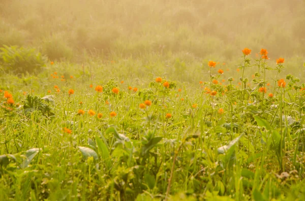 Thick morning fog in the summer forest. — Stock Photo, Image