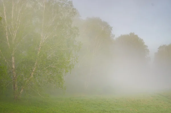 Nevoeiro de manhã grossa na floresta de verão . — Fotografia de Stock