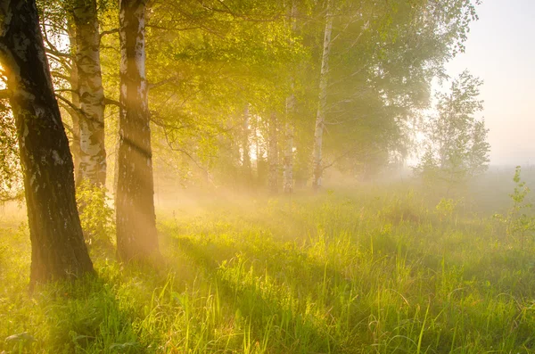 Tjocka morgondimma i skogen sommaren. — Stockfoto