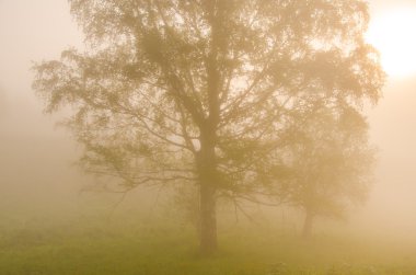 kalın sabah sis yaz ormandaki.