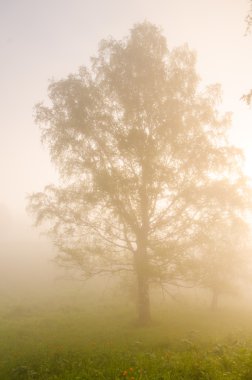 kalın sabah sis yaz ormandaki.